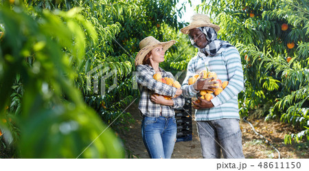 Owners of orchard with peaches in hands Owners of orchard with peaches in hands 48611150