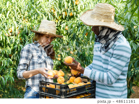 Couple harvesting peaches Couple harvesting peaches 48611161