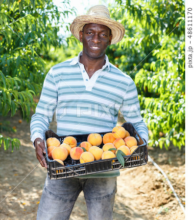 Portrait of smiling African-American farmer with boxes of freshly harvested ripe peaches in fruit garden Portrait of smiling African-American farmer with boxes of freshly harvested ripe peaches in fruit garden 48611170
