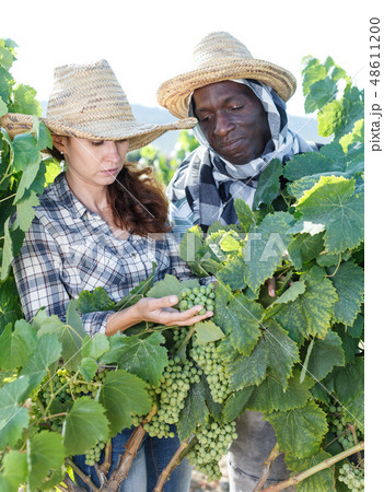 Owners of vineyard controlling grapes ripening 48611200