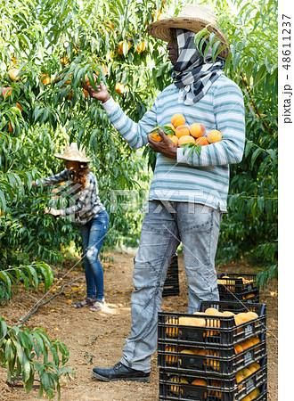 Man picking ripe peaches 48611237