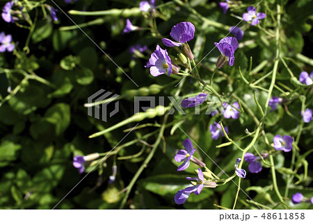 ハマダイコンの花（アブラナ科） 48611858