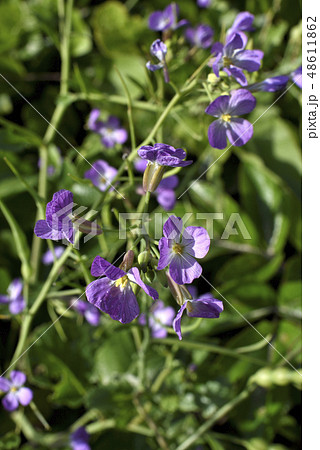 ハマダイコンの花 アブラナ科 の写真素材