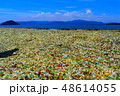 ガラスの砂浜 48614055