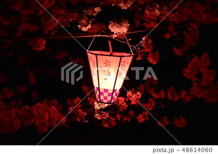 夜桜を灯すランタン 48614060