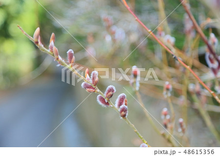 ネコヤナギの芽 48615356