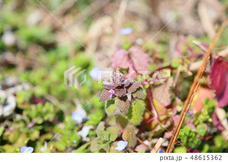 ヒメオドリコソウの花 ヒメオドリコソウの花 48615362