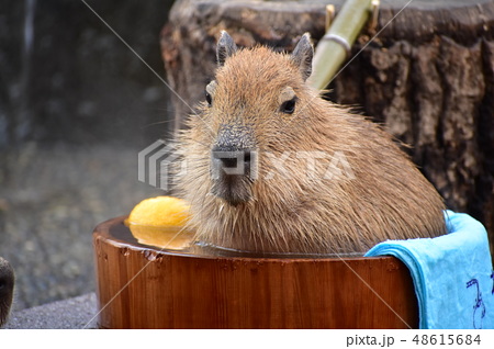 カピバラ温泉の写真素材