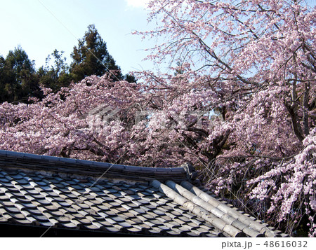 【京都府】醍醐寺の枝垂れ桜 48616032
