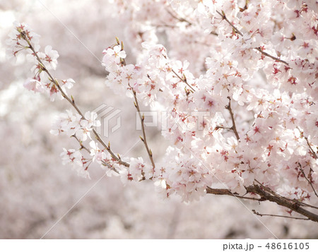 桜　ソメイヨシノ 48616105