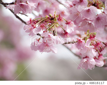 桜 桜 48616117