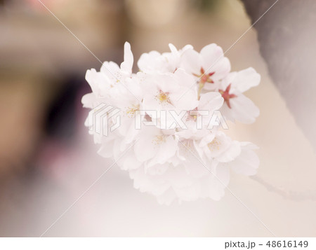 桜　ソメイヨシノ 48616149