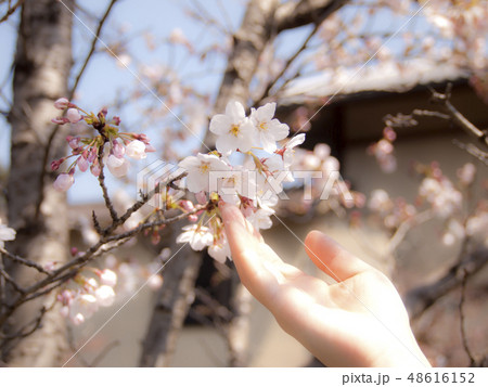 桜　ソメイヨシノ 48616152