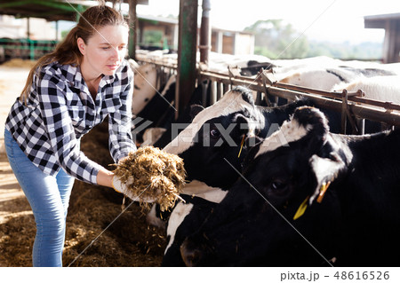 Woman working on dairy farm Woman working on dairy farm 48616526