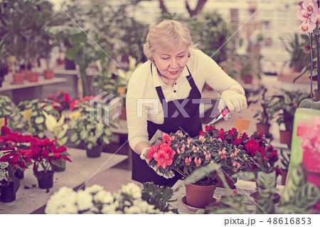Woman gardener is taking care of flowers with secateur 48616853