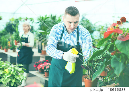 Man gardener is processing flowers with substances in greenhouse. 48616883
