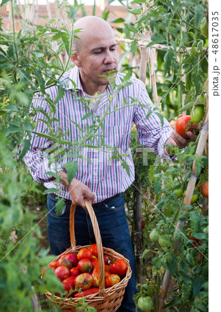 Man harvesting tomatoes 48617035