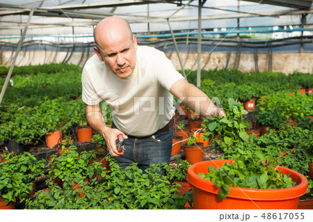 Gardener working with mint plants 48617055