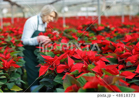 Blooming poinsettias on blurred background with female florist 48618373