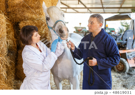 Female veterinarian examining horse Female veterinarian examining horse 48619031