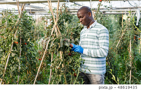 Worker checking tomato plants Worker checking tomato plants 48619435