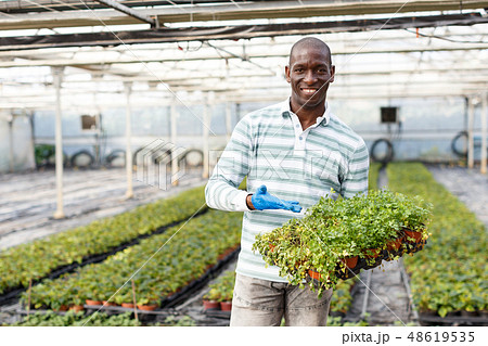 Confident farmer with parsley seedlings Confident farmer with parsley seedlings 48619535