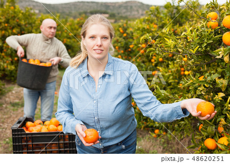 Woman and man harvesting tangerines Woman and man harvesting tangerines 48620251