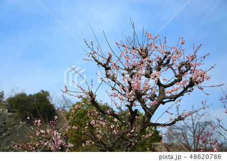 淡桃色の梅の花　鶯宿 48620786
