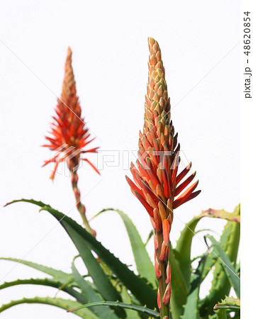 キダチアロエの花の写真素材
