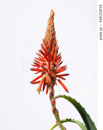 キダチアロエの花 キダチアロエの花 48620856