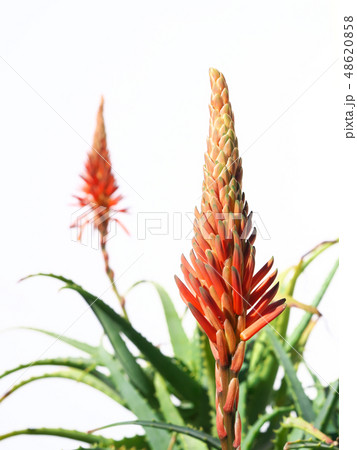 キダチアロエの花 48620858