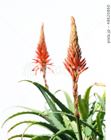 キダチアロエの花 48620860