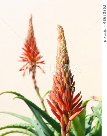 キダチアロエの花の写真素材