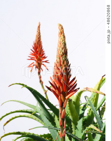 キダチアロエの花の写真素材