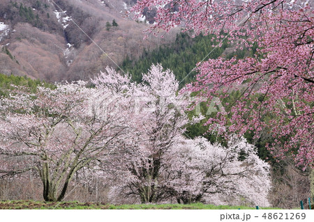山桜の咲く里（山形県西蔵王おおやまざくら） 48621269