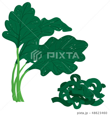 Vector painterly set of whole spinach and chopped 48623460