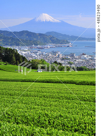 茶畑と富士山-8716 茶畑と富士山-8716 48623490