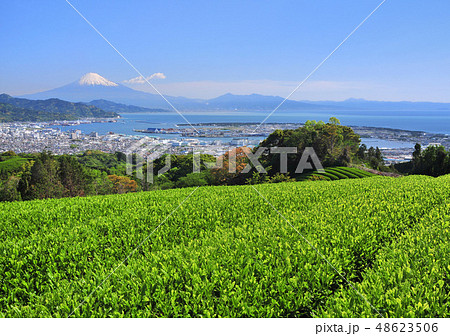 茶畑と富士山-8738 茶畑と富士山-8738 48623506