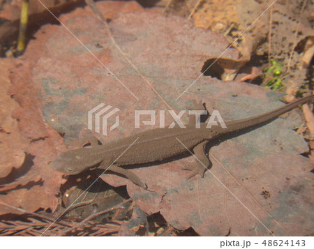 ニホンイモリ ( 2018年5月春 福井県大野市 ) 48624143