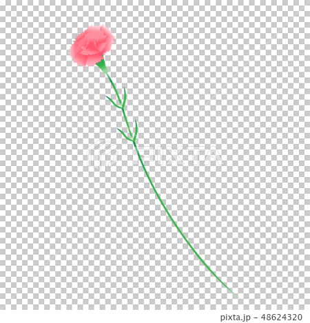 Carnation illustration Carnation illustration 48624320