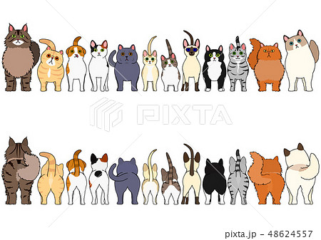 猫の前後ボーダー カラー 48624557
