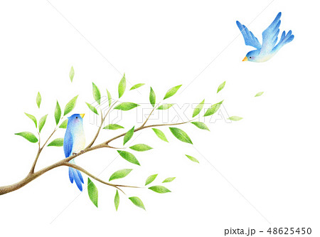 木の枝と青い鳥のイラスト素材 48625450 Pixta
