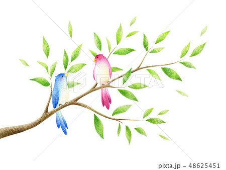 木の枝と2羽の鳥のイラスト素材
