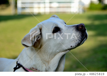 愛犬 48625819