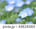 ネモフィラ 48626060