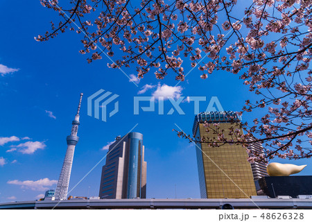 (東京都)桜咲く 隅田公園付近 (東京都)桜咲く 隅田公園付近 48626328