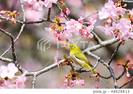 桜とメジロと 桜とメジロと 48626613