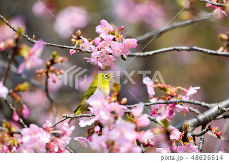 桜とメジロと 桜とメジロと 48626614
