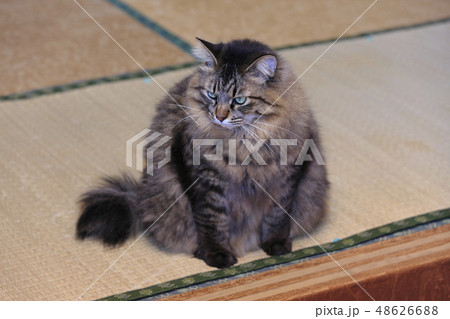 デブ猫 デブ猫 48626688