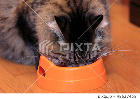 ご飯を食べるデブ猫 48627458